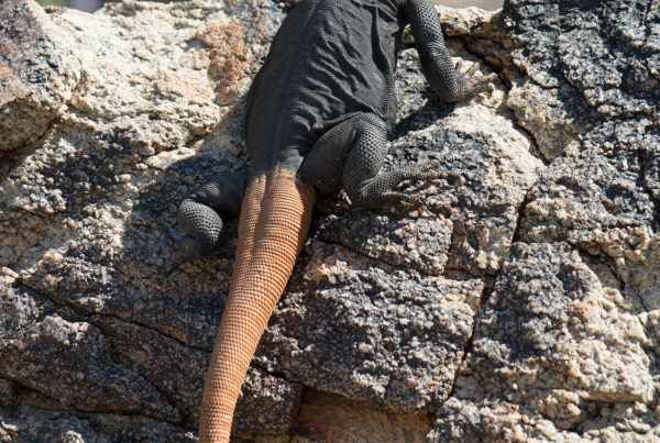 carrot tailed chuckwalla arizona