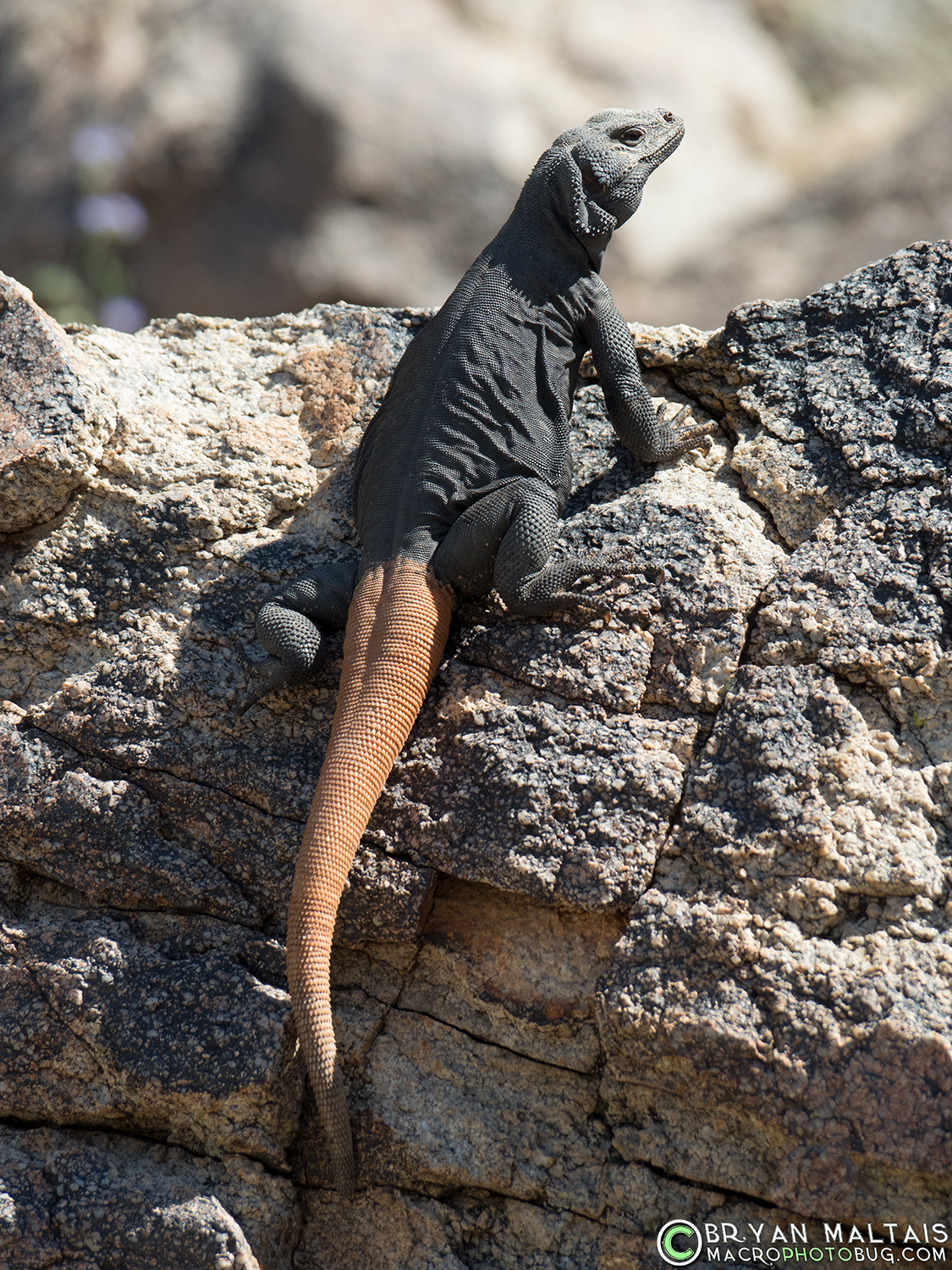 carrot tailed chuckwalla arizona