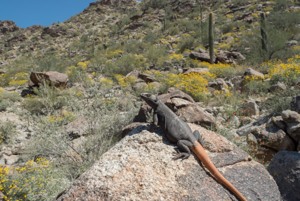 Chuckwalla in habitat arizona reptile photography