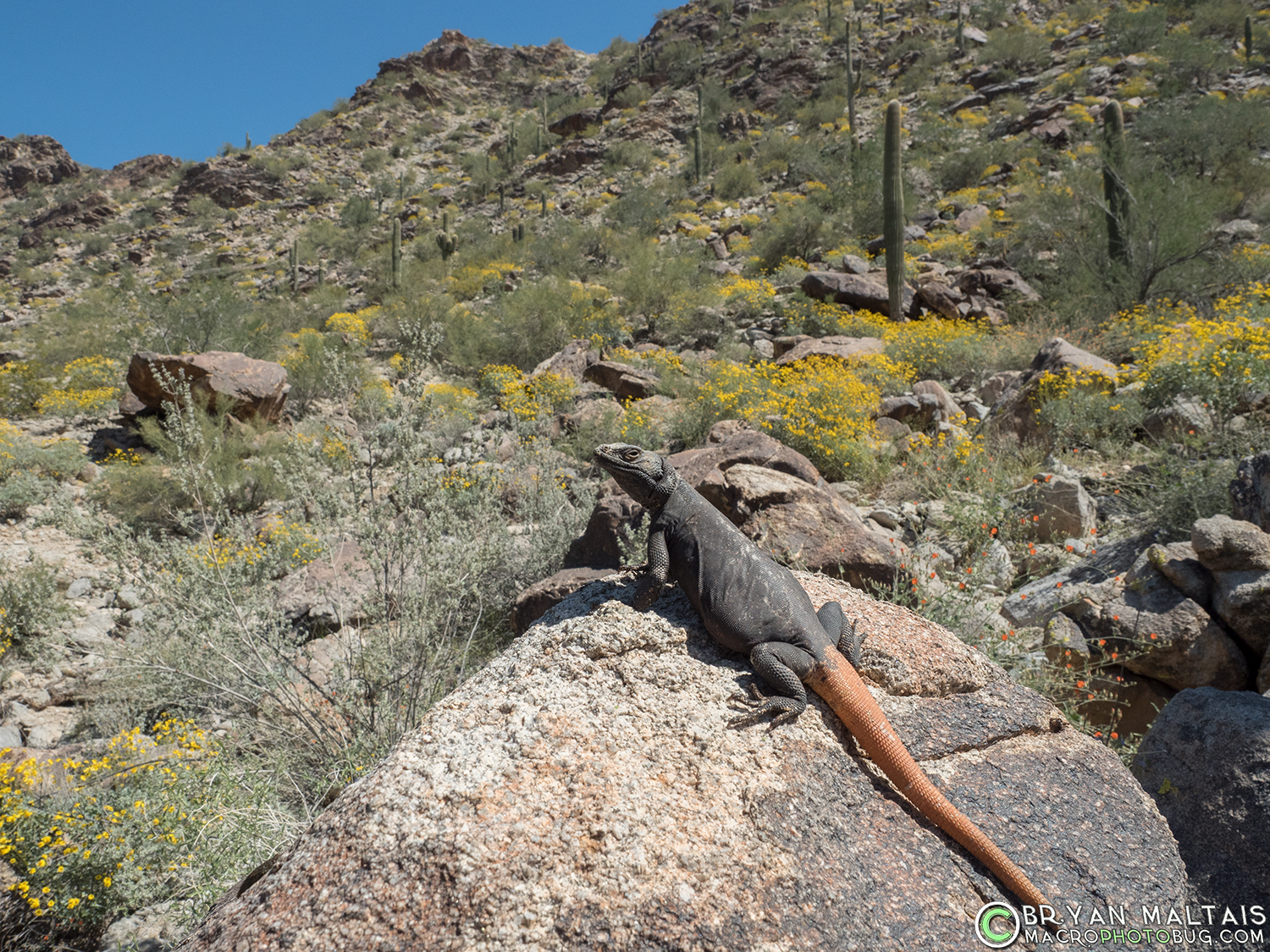 Chuckwalla in habitat arizona reptile photography