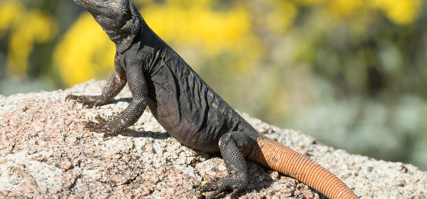 carrot tail chuckwalla phoenix arizona reptile photography