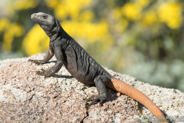 carrot tail chuckwalla phoenix arizona reptile photography