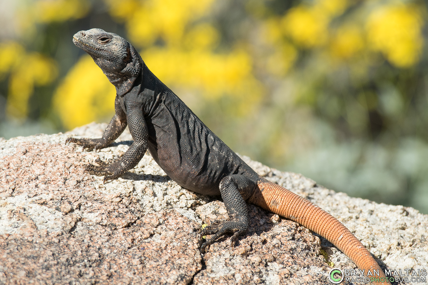 carrot tail chuckwalla phoenix arizona reptile photography