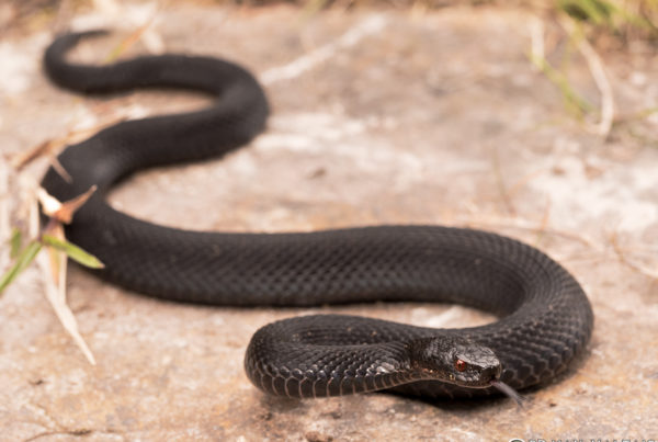 European Adder Vipera berus black morph