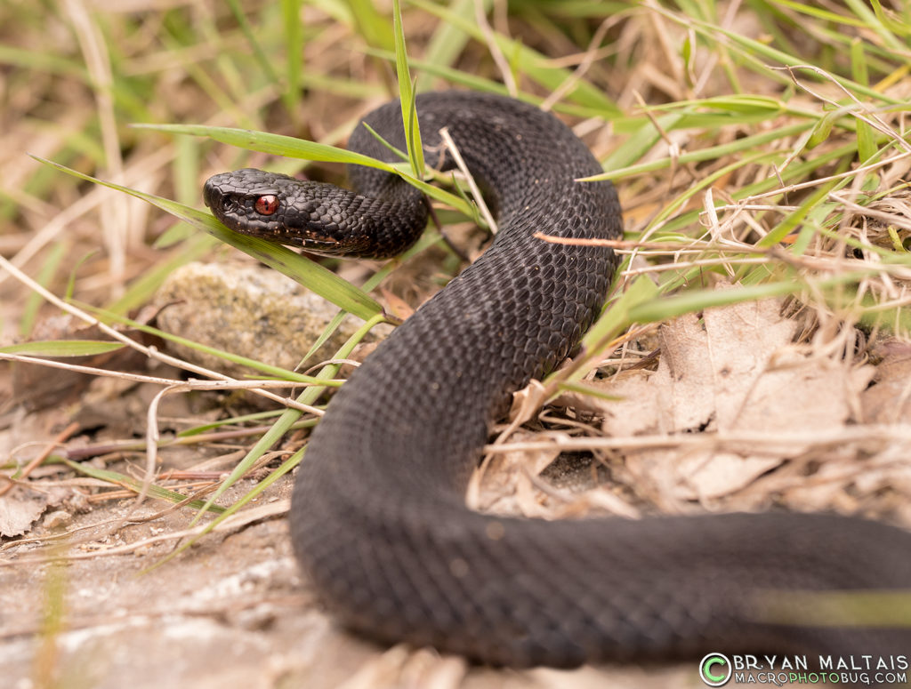 Common European Adder Vipera berus black morph reptile photography