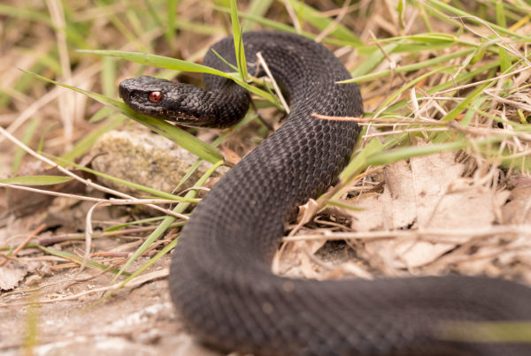 Common European Adder Vipera berus black morph reptile photography