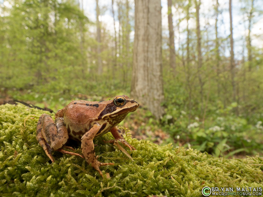 Common Frog Rana temporaria Amphibian Photos