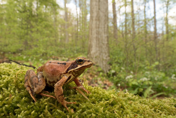 Common Frog Rana temporaria Amphibian Photos