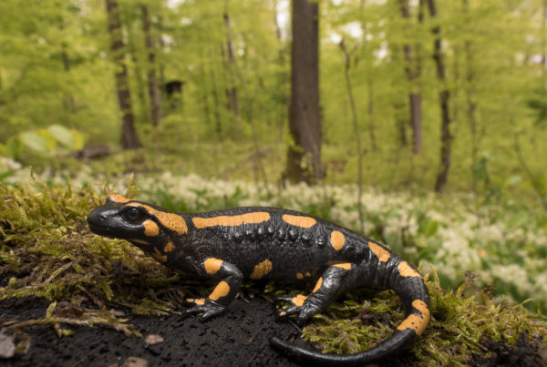 Fire Salamander Germany in habitat amphibian photography