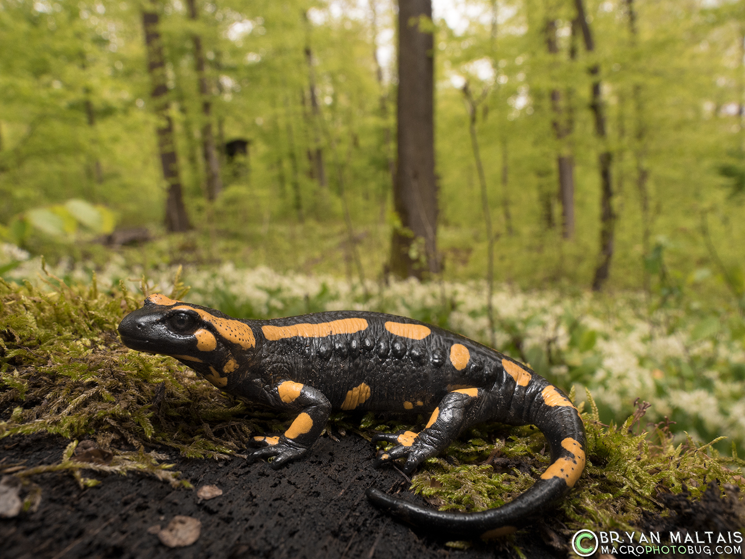 Fire Salamander Germany in habitat amphibian photography