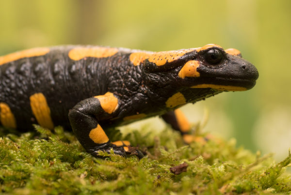 Fire Salamander Portrait Amphibian Photography