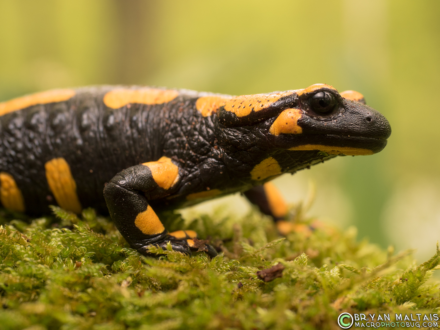 Fire Salamander Portrait Amphibian Photography