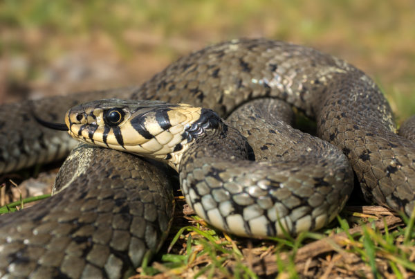 Grass Snake Natrix natrix germany reptile photography
