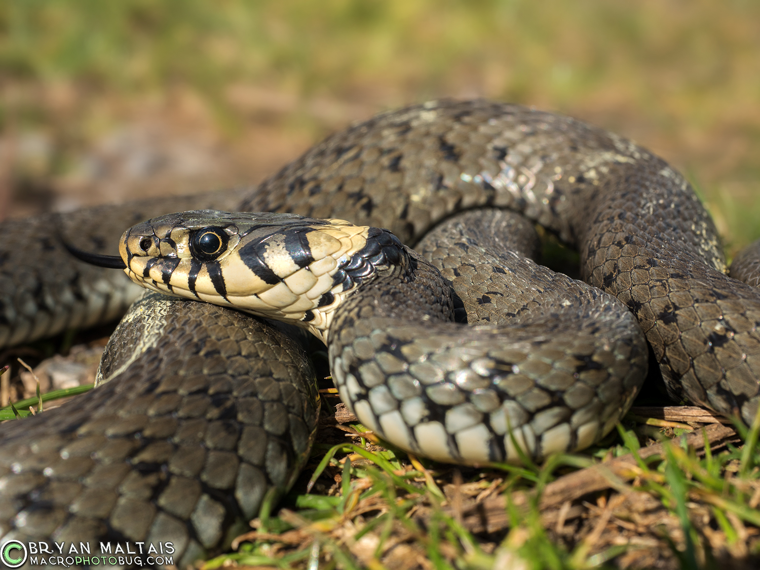 Grass Snake Natrix natrix germany reptile photography