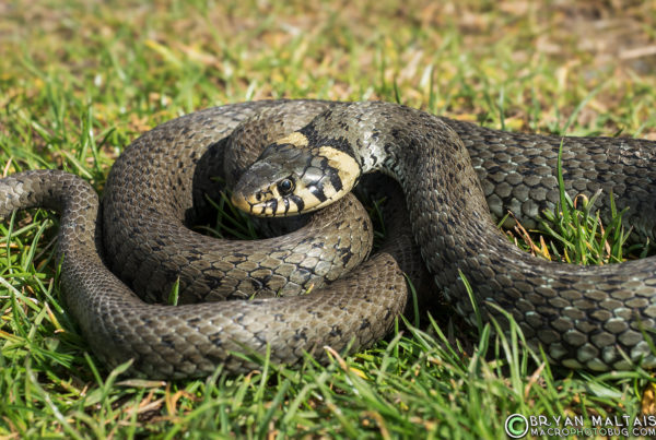 Grass Snake Ringelnatter Natrix natrix Germany reptile photos