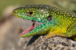 Germany Herping: In search of the Emerald Lizard