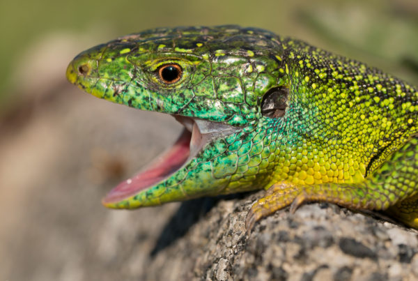 Smaragdeidechse lacerta bilineata germany mouth open