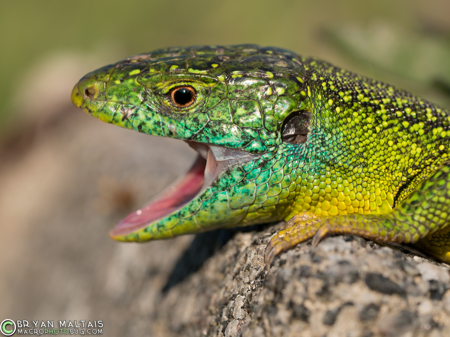 Smaragdeidechse lacerta bilineata germany mouth open