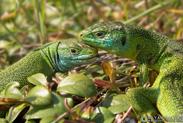Green Lizard pair Lacerta bilineata germany reptile photography