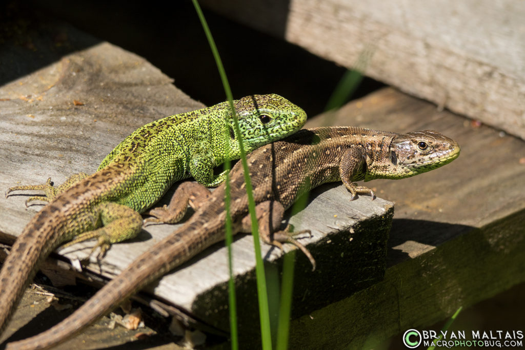 Sand Lizard Lacerta agilis mating pair germany reptile photos