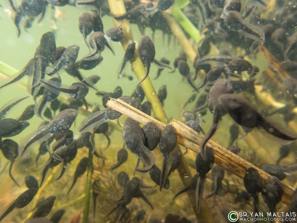 Tadpoles of the Common Toad