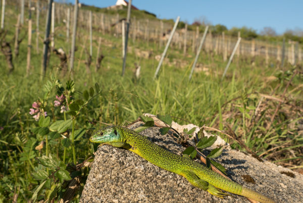 green lizard Lacerta bilineata in habitat reptile photography