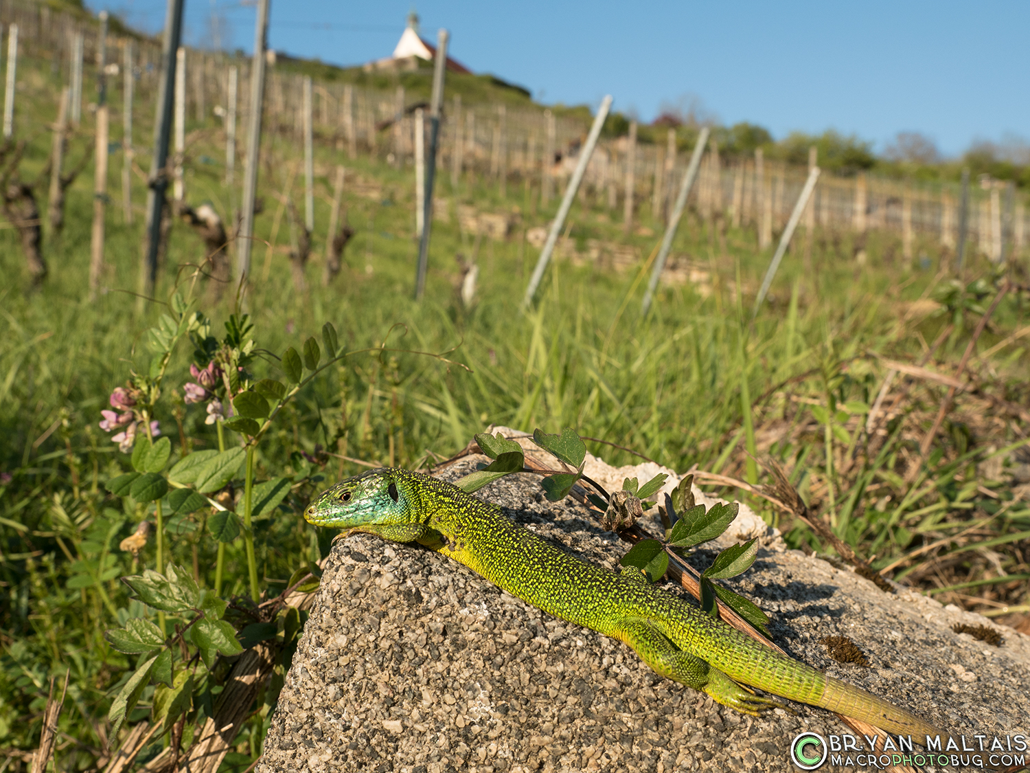 green lizard Lacerta bilineata in habitat reptile photography