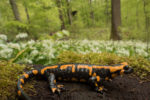 Herping in Germany: Whimsical Reptiles & Amphibians