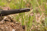 In search of the Hell Adder-Germany Herping