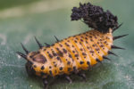 Insect Macro Photography: Tortoise Beetle Larva