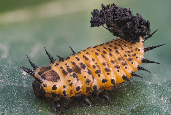 Tortoise Beetle Larva Cassidini insect macro photos