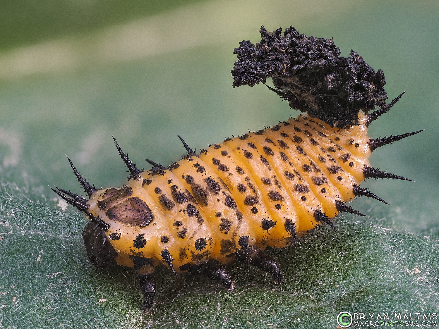 Insect Macro Photography-Bizarre Tortoise Beetle Larvae