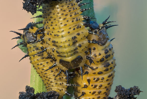 cassadine with frass insect macro photos 50 stack f28