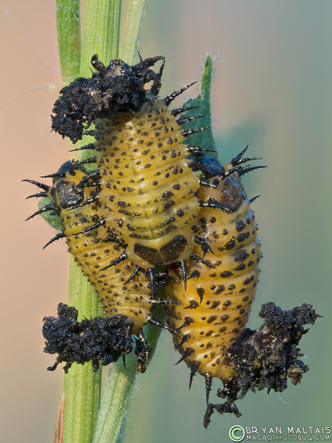 cassadine with frass insect macro photos 50 stack f28