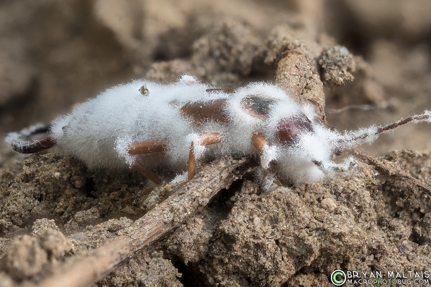 earwig covered in fungus imsect macro photos