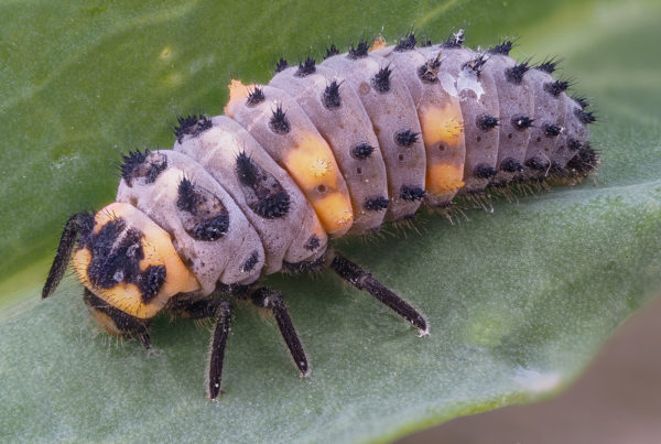 ladybird beetle larva insect macro photos 81pmax f4 iso200 10th