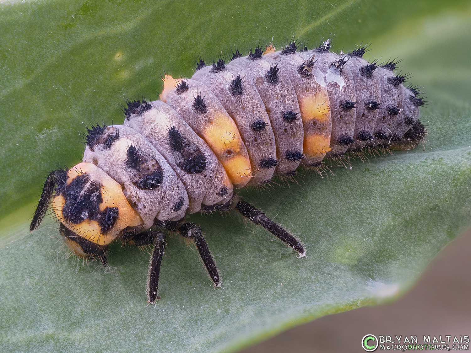 ladybird beetle larva insect macro photos 81pmax f4 iso200 10th