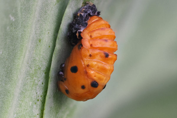 ladybird beetle pupa insect macro photos 42stack f4 40th iso400