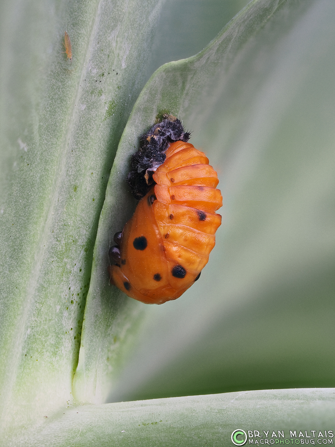 ladybird beetle pupa insect macro photos 42stack f4 40th iso400