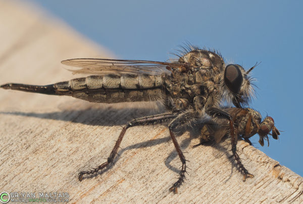 robber fly with prey insect macro photography 29pmax f4 400th iso200