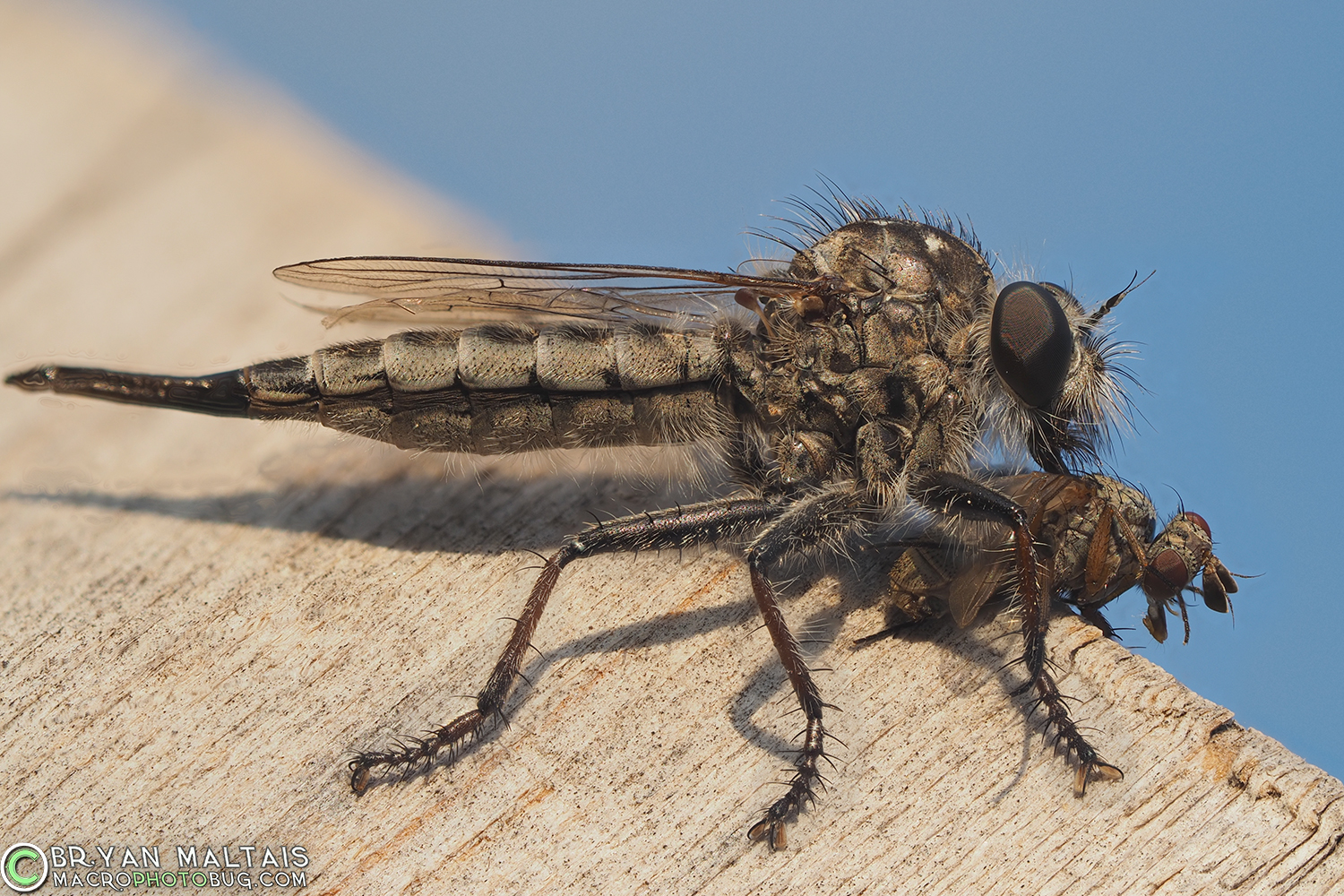 robber fly with prey insect macro photography 29pmax f4 400th iso200