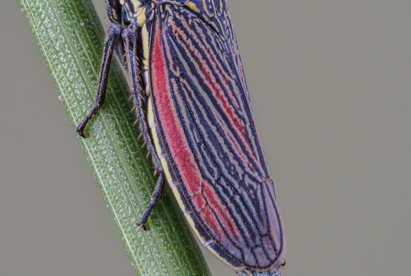 striped leafhopper insect macro photos 34dmap f4 30th iso400