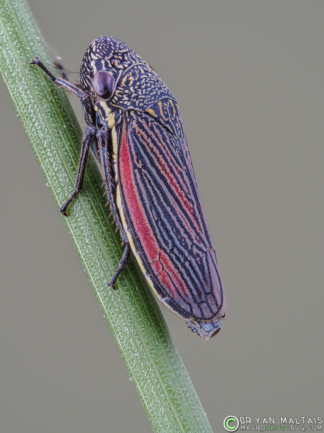 striped leafhopper insect macro photos 34dmap f4 30th iso400