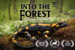 Into the Forest Amphibian Nature Documentary