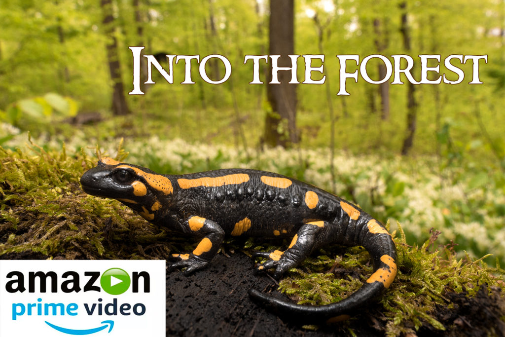 into-the-forest-amphibian-nature-documentary-amazon-prime