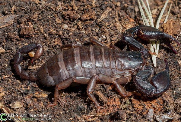 Italian Scorpion Croatia