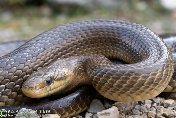 Aesculapian-snake-beli-cres-croatia