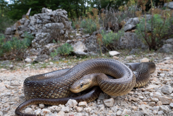 Aesculapian-snake cres croatia