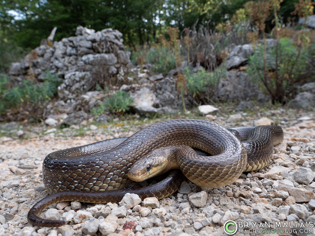 Aesculapian-snake cres croatia