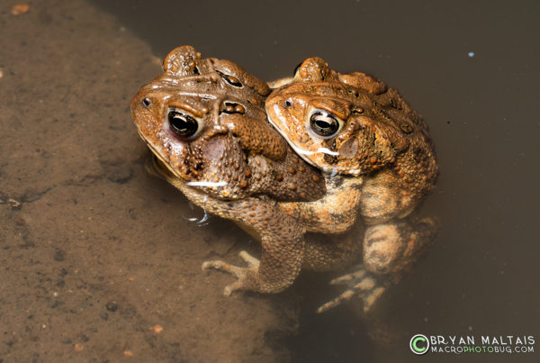 American Toads amplexus ballwin mo